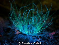 Fluorescence photography of an anemone in Scotland. It's ... by Alasdair O'dell 
